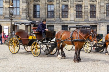 AMSTERDAM, NETHERLANDS - MAY 7, 2013: This is an unidentified driver with a retro horse-drawn carriage waiting for tourists who want to ride around the city.