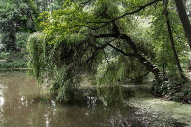 This is a small forest lake in the forest-steppe zone of eastern Ukraine.