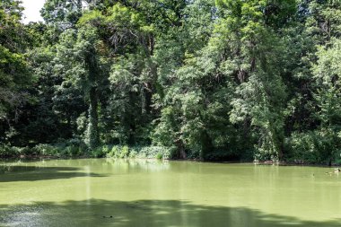 This is a small forest lake in the forest-steppe zone of eastern Ukraine.