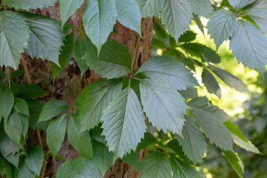 This is a close-up of the foliage of a wild grape.