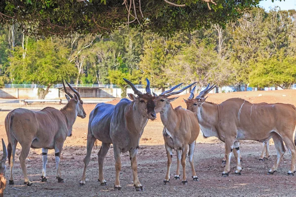 Bu bir safari parkındaki bir grup Eland antilobu..