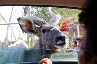 RAMAT GAN, ISRAEL - 25 Eylül 2017: Bu açık bir arabanın safari parkında meraklı bir Eland antilobu.