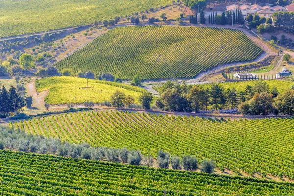 これは トスカーナのChianti Valleyの丘の断片で 覆われたブドウ畑です — ストック写真
