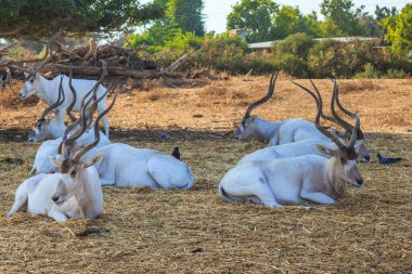 Bu bir safari parkındaki Addax antilop sürüsü..