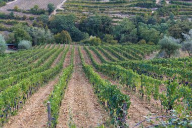 Bunlar sonbaharda Chianti Vadisi 'nin (Toskana) üzüm bağları..