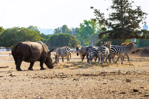 Una Manada Cebras Rinoceronte Pastan Juntos Parque Safari — Foto de Stock
