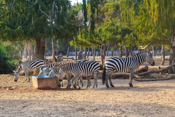Egy Zebracsorda Etetőnél Szafari Parkban — Stock Fotó