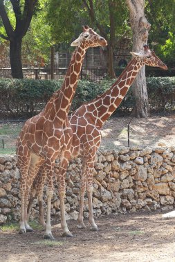 RAMAT GAN, ISRAEL - 25 EYLÜL 2017 Bunlar safari parkındaki özel bir ağıldaki iki zürafa..