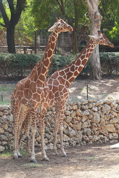 Ramat Gan Israel September 2017 Two Giraffes Special Corrals Safari — Stock Photo, Image