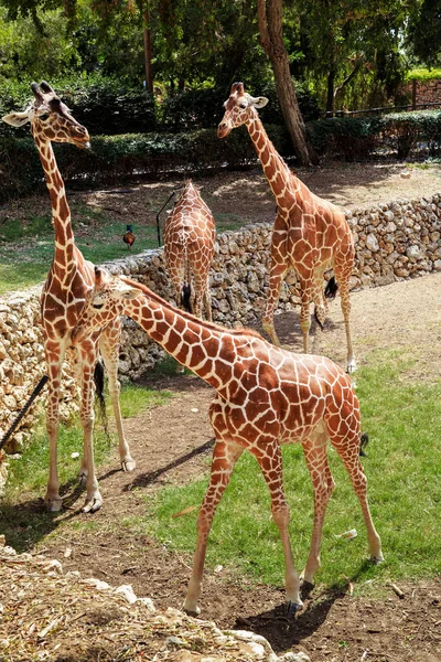 Ramat Gan Israel September 2023 Small Herd Giraffes Enclosure Safari — Stock Photo, Image