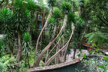 FUNCHAL, PORTUGAL - 24 AĞUSTOS 2021: Bu, Monte Tropical Park 'taki bitkilerin bolluğuna açılan ara sokaklardan bir manzara.
