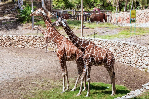 Ramat Gan Israel 2023 Szeptember Egy Kis Zsiráfcsorda Szafari Park — Stock Fotó