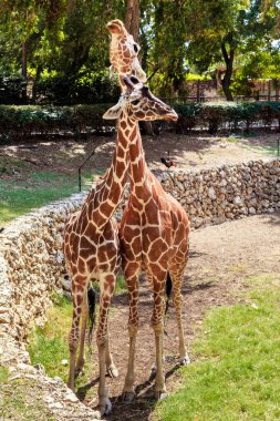 RAMAT GAN, ISRAEL - 25 EYLÜL 2023 Bunlar safari parkının etrafındaki iki zürafa..