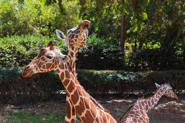 Necks Heads Two Giraffes Standing Side Side Safari Park Enclosure — Foto de Stock