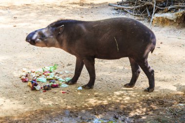 Bu safari parkındaki tapir..