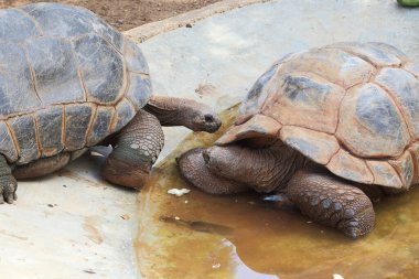 Bunlar safari parkındaki iki dev Aldabra kaplumbağası..
