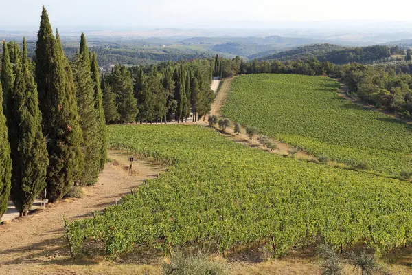 Burası Tuscany 'deki tepelik Chianti Vadisi' nin ormanlar ve üzüm bağlarıyla kaplı bir manzarası..