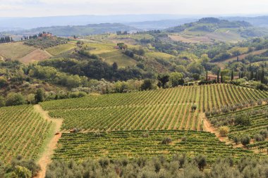 Bu Tuscany 'deki Val d' Elsa Vadisi 'nin üzüm bağlarının manzarası..