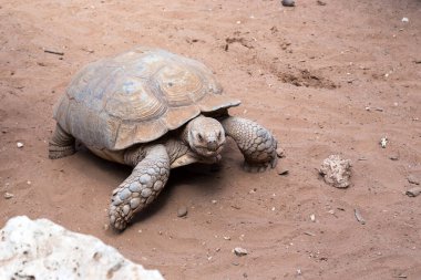 Bu safari parkındaki Sudan kaplumbağası..
