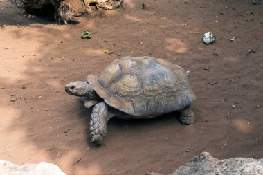 Bu safari parkındaki Sudan kaplumbağası..