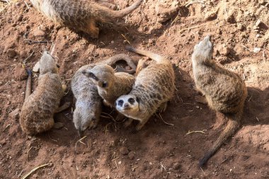 Safari parkında bir mirket ailesi..