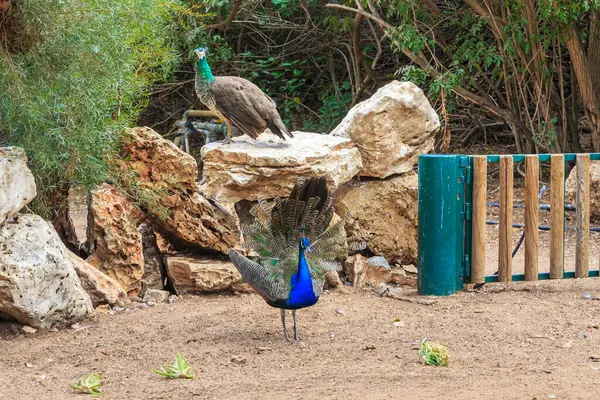 RAMAT GAN, ISRAEL - 25 Eylül 2017: Bunlar safari parkındaki özel yapay bir oyuktaki tavus kuşları.