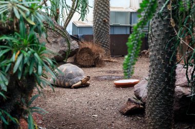 Vienna, AUSTRIA - 14 Mayıs 2019 Bu, Schonbrunn Palace Park 'taki Palm House serasında büyük bir kaplumbağa..