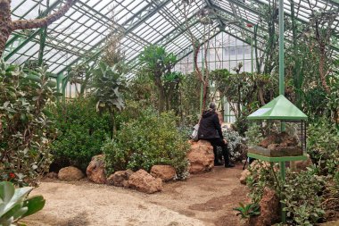 VIENNA, AUSTRIA - 14 Mayıs 2019: Kimliği belirsiz bir ziyaretçi, Schonbrunn Palace Park 'taki Palm House serasının egzotik sergisini inceliyor.