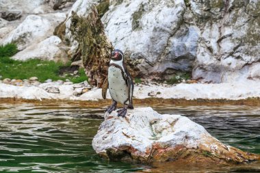 Bu bir Humboldt pengueni. Hayvanat bahçesindeki yapay bir havuzun içindeki kayanın üzerinde..