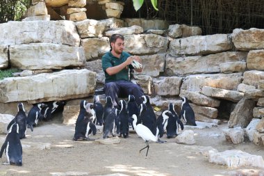 RAMAT GAN, ISRAEL - 25 Eylül 2017: Kimliği belirsiz bir çalışan safari parkında bir grup Güney Afrika penguenini beslemeye hazırlanıyor.