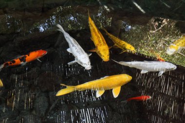 Bu yapay bir göletin yüzeyinde dekoratif Koi sazanları olan bir parça..