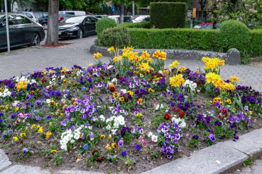 TARGU MURES, ROMANIA - 5 Mayıs 2023: Bu şehir merkezindeki meydanlardan birini süsleyen bir çiçek tarlası.