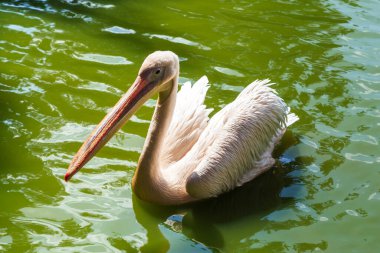 Bu safari parkındaki gölette bir pelikan..