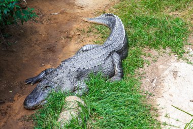 Bu safari parkındaki çimlerde bir timsah..