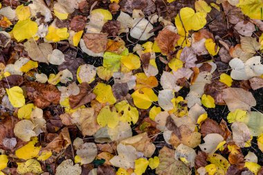 Bu yere düşen sonbahar yapraklarından bir halı..