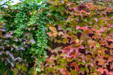 Bunlar sonbaharın her renginde duvardaki bir tırmanma bitkisinin yaprakları..