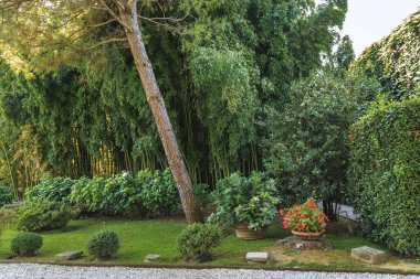LUCCA, ITALY - 16 Eylül 2018: bu Palazzo Pfanner parkında bir bambu korusu.