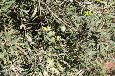 Bu yeşil zeytinli bir zeytin dalı..