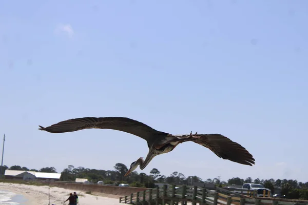 Suuri Sininen Heron Rannalla Pensacola Floridassa — kuvapankkivalokuva