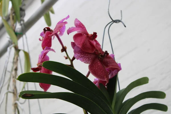 Belle Orchidée Tropicale Fleur — Photo