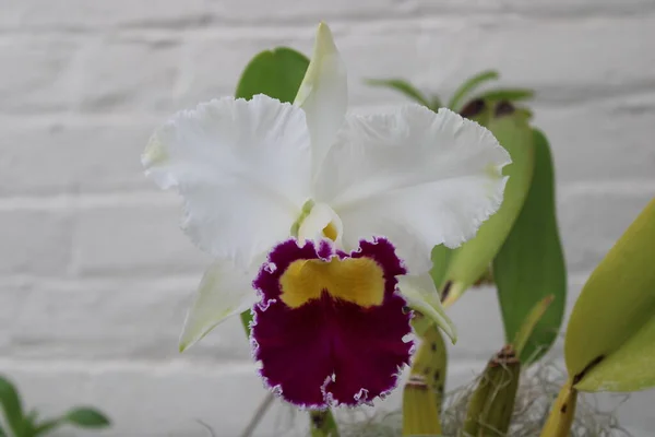 Belle Orchidée Tropicale Fleur — Photo