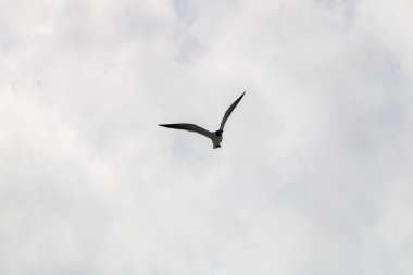 Arka planda açık bir gökyüzünde uçan bir martı.