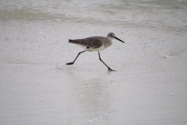 Bir kuşla gölün kıyısında duran küçük bir balıkçıl..