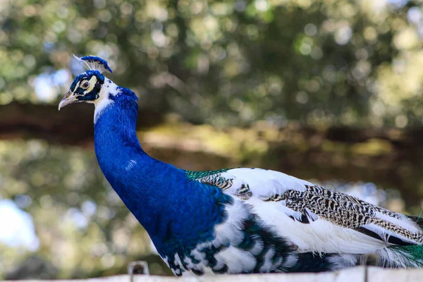 Beautiful Peacock close up at a petting zoo.
