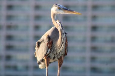 Pensacola Florida sahilindeki büyük mavi balıkçıl. 