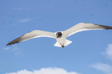 Mavi gökyüzünde martı kuşu