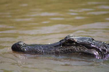 Amerikan Timsahı Louisiana İnci Nehri 'nde Yüzüyor 