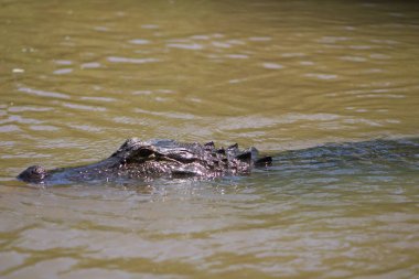 Amerikan Timsahı Louisiana İnci Nehri 'nde Yüzüyor 