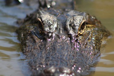 Amerikan Timsahı Louisiana İnci Nehri 'nde Yüzüyor 