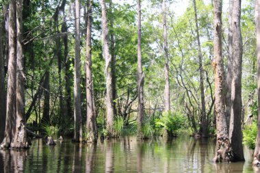 Bal Adası Bataklık Teknesi Turu 'ndaki İnci Nehri manzarası. 